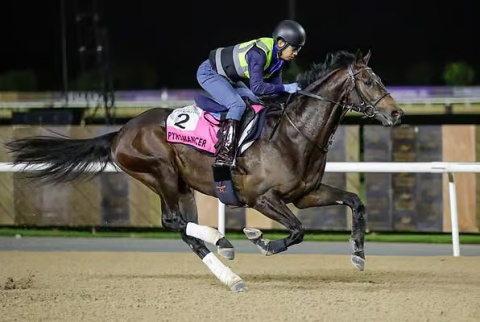 Meydan racecourse